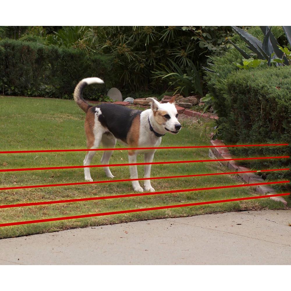 pet dog fence
