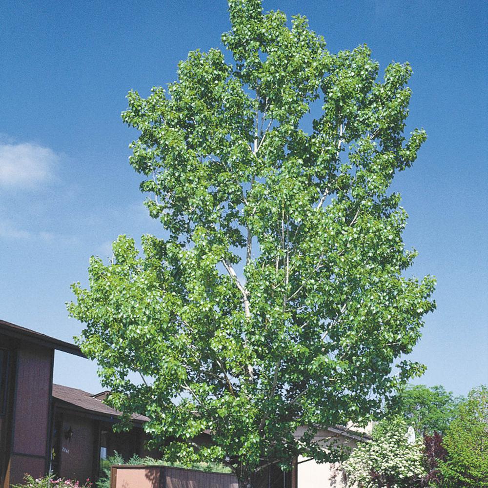 Thuja Green Giant Thugre01g The Home Depot Thuja Green Giant Thugre01g The Home Depot