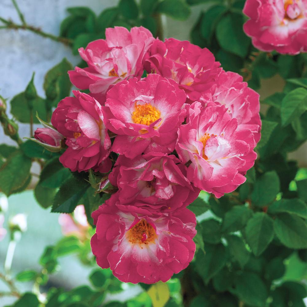 Spring Hill Nurseries 4 In Pot Cupid S Kiss Climbing Rose Rosa Spring Hill Nurseries 4 In Pot Cupid S Kiss Climbing Rose Rosa