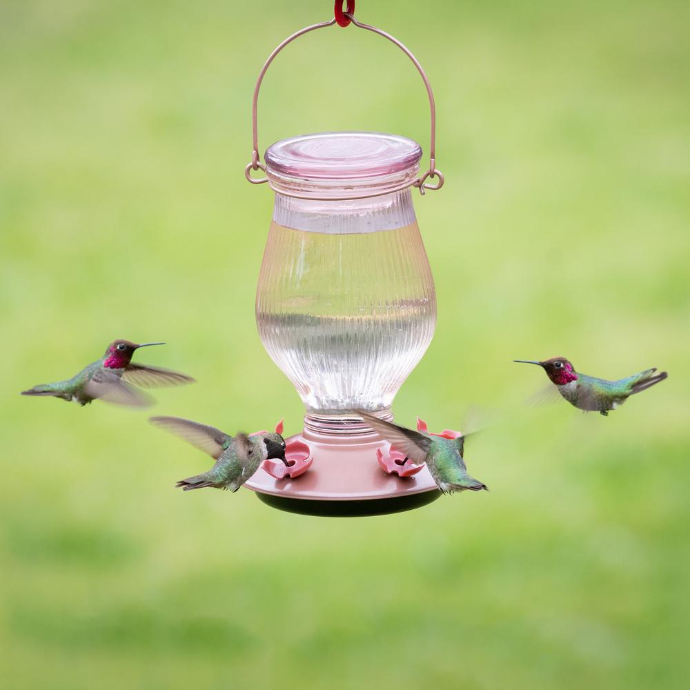 hummingbird pet
