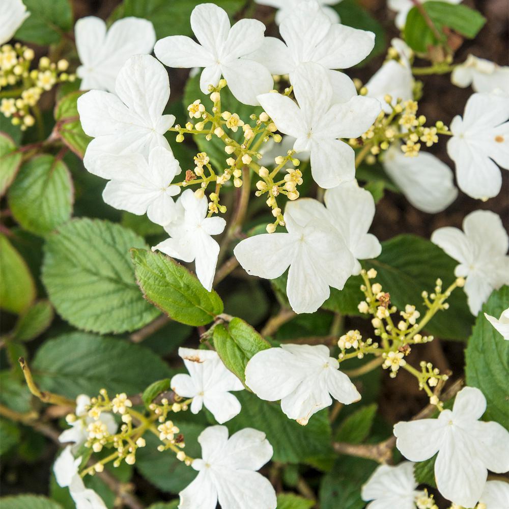Viburnum Trees Bushes Garden Center The Home Depot 4 In Pot Summer Snowflake Viburnum Live Deciduous Plant With White Flowers Green