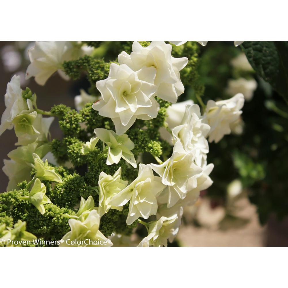 Gardenia - Shrubs - Trees 