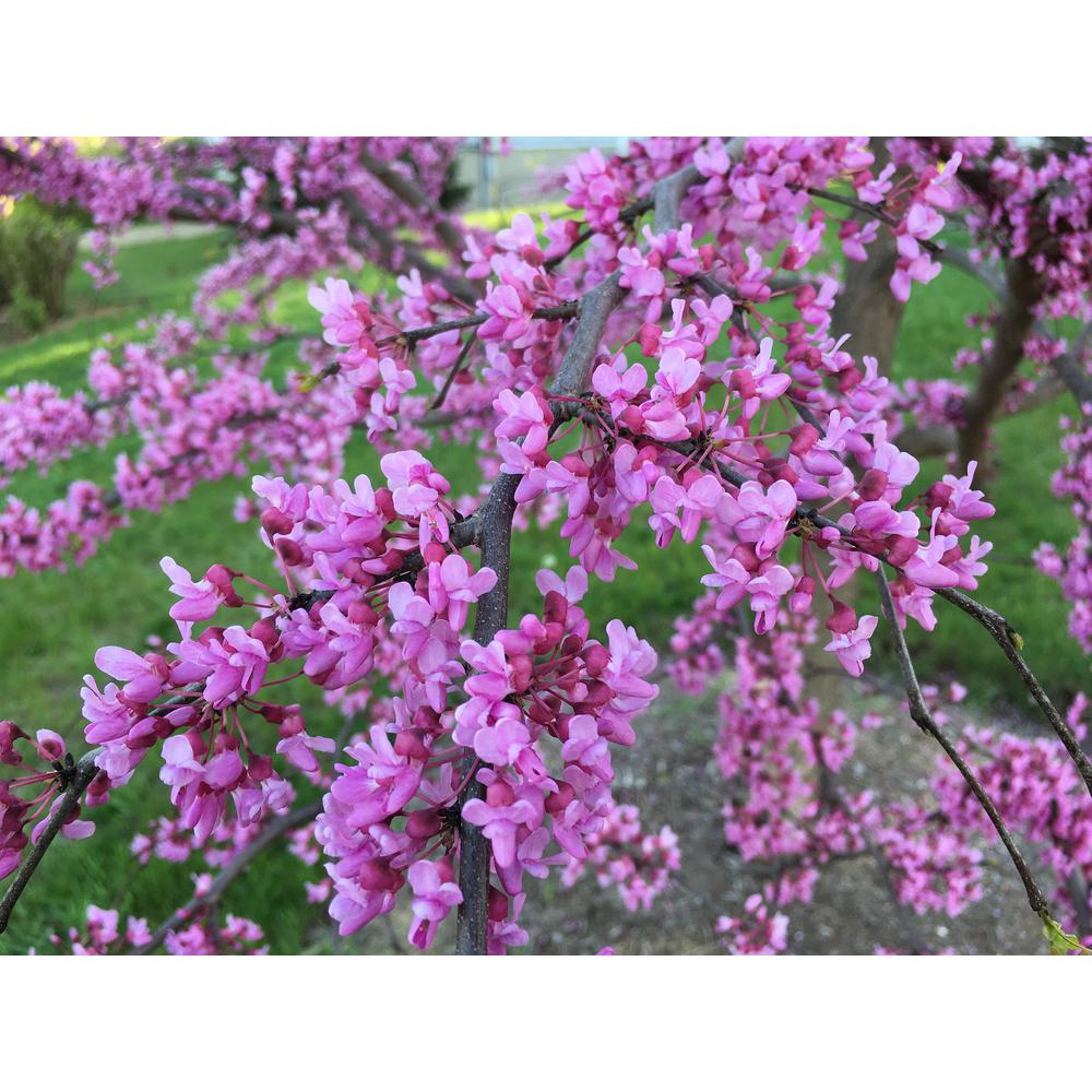 Eastern Redbud Tree Bare Root