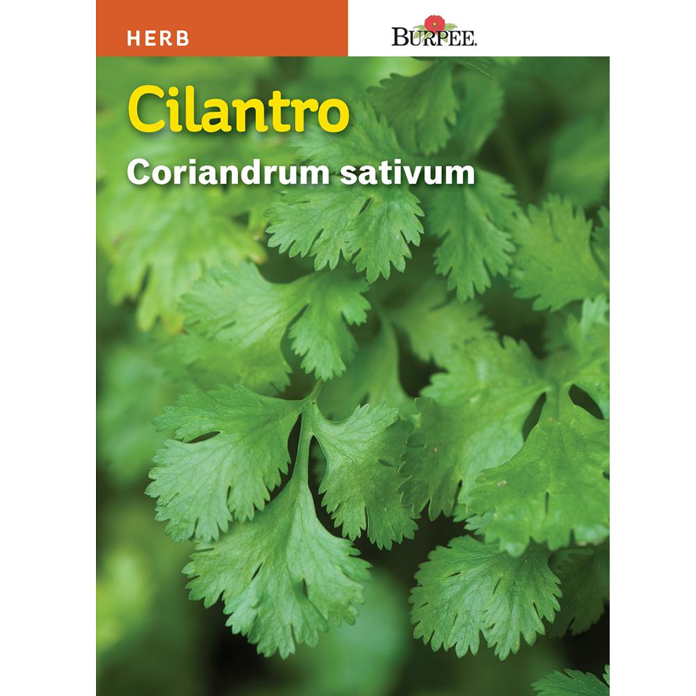 Bur Cilantro Seed Bur Cilantro Seed
