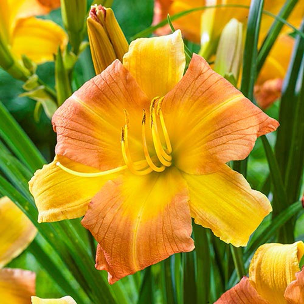 Spring Hill Nurseries Everydaylily Yellow Punch Daylily Hemerocallis Live Bareroot Plant