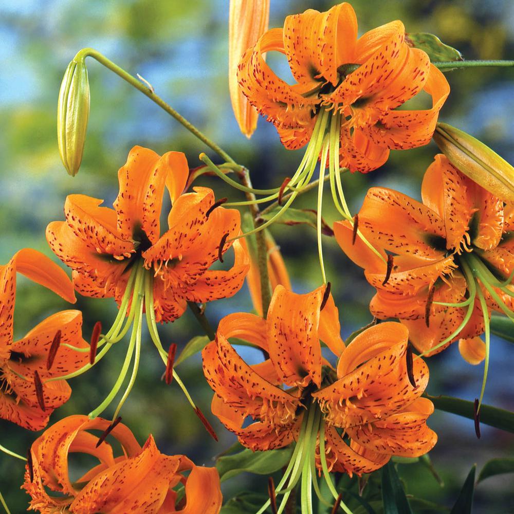 Breck's Henry's Tiger Lily Bulbs (5Pack)60171 The Home Depot