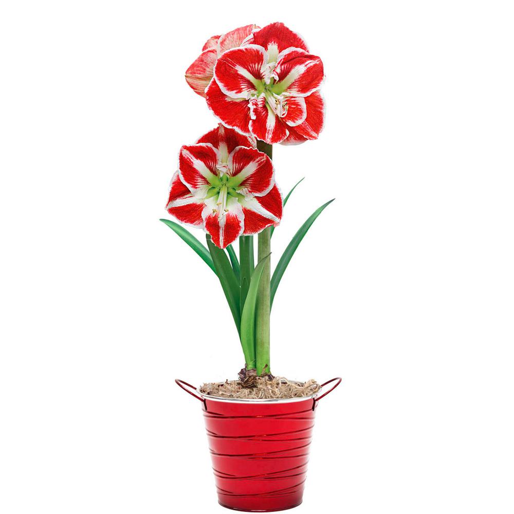 Breck's Samba Red Flowering Amaryllis (Hippaestrum) Duo Bulb Kit with 8