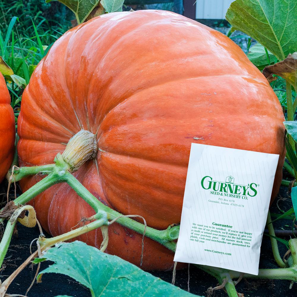 Vegetable & Herb Seeds Seeds & Accessories The Home Depot