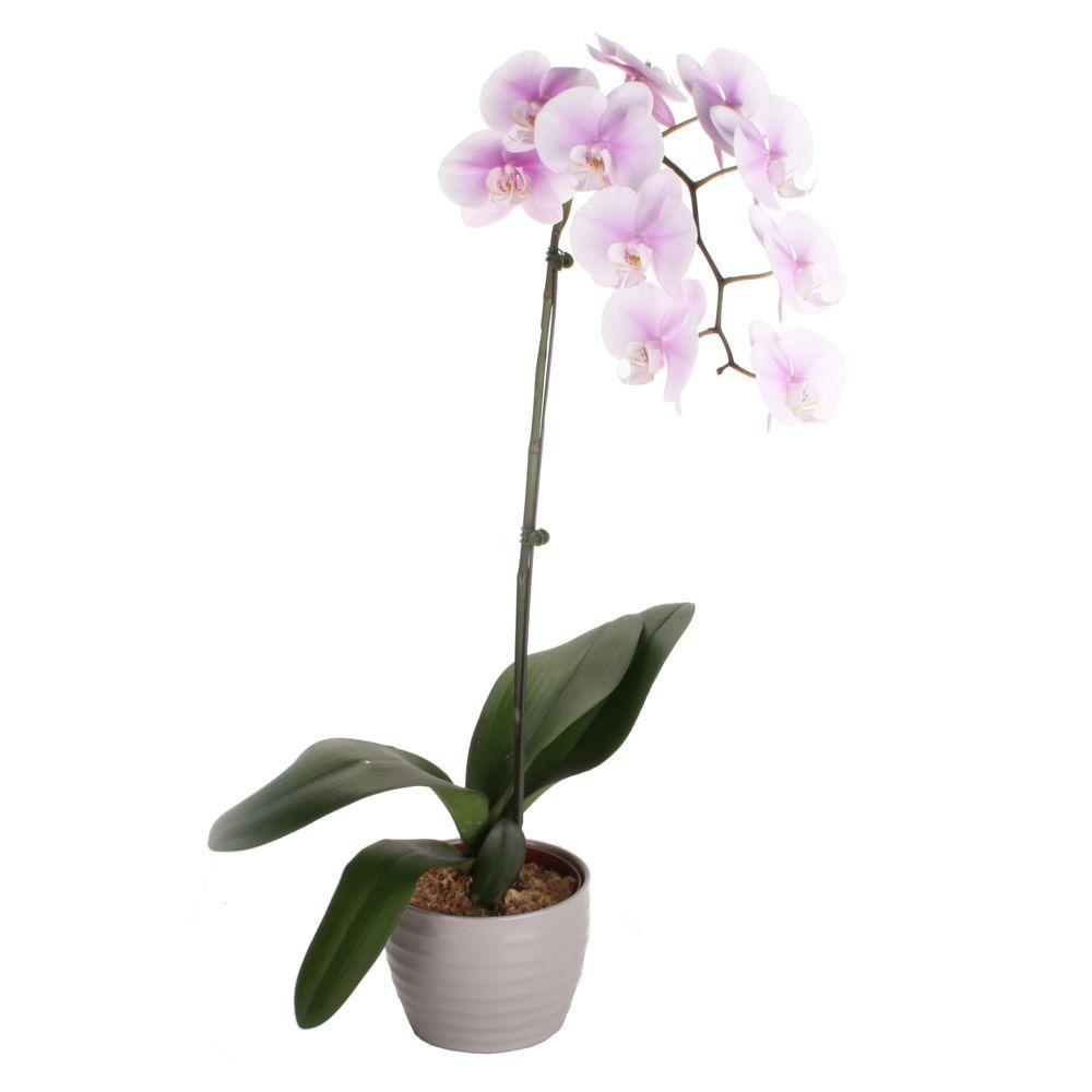 Costa Farms Orchid 6 in. Phalaenopsis in Ceramic PotLFP70 The Home Depot