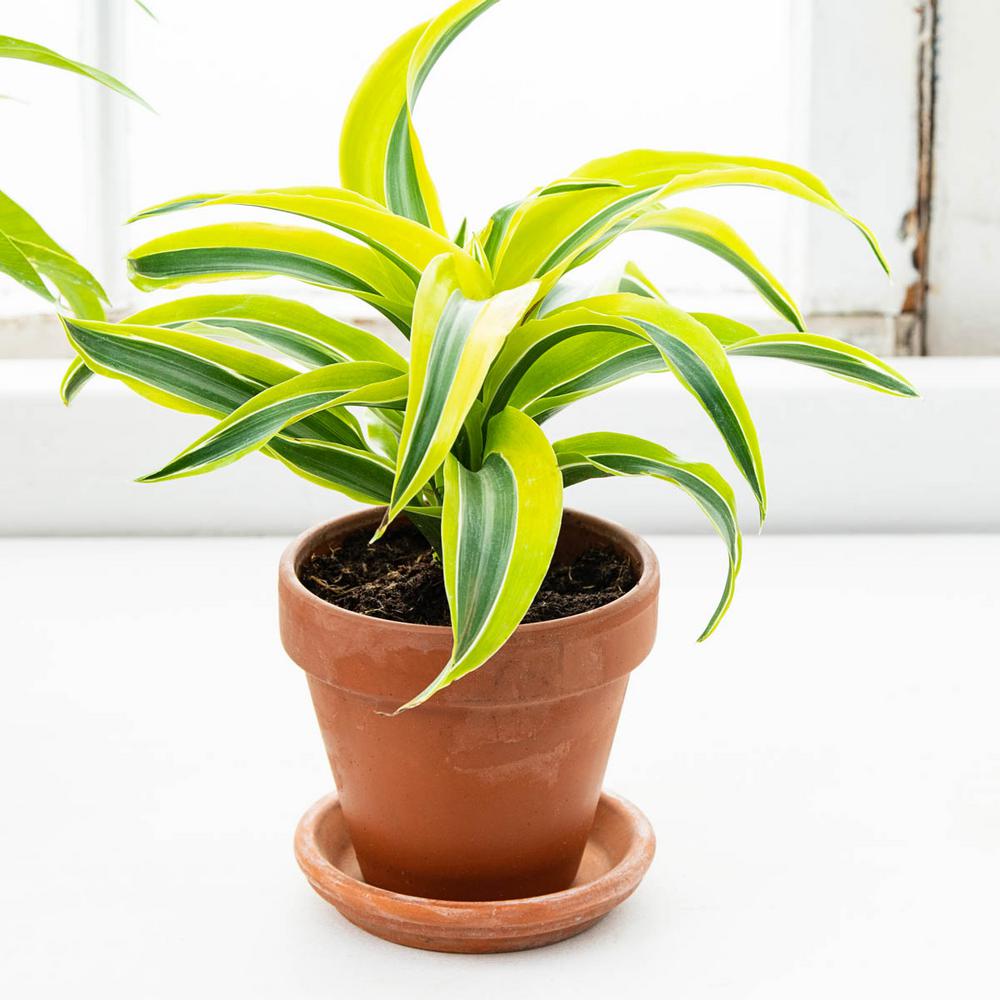 Dracaena fragrans Lemon Surprise 4 Pot
