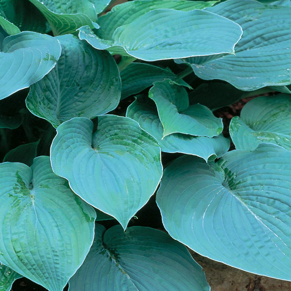Unbranded #1 True Blue Hosta Plant-6325 - The Home Depot