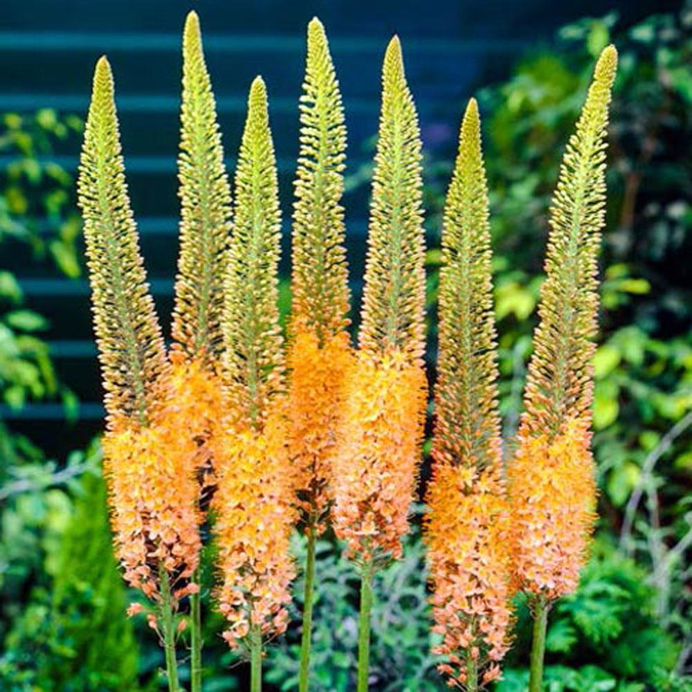 Breck's Orange Flowers Cleopatra Foxtail Lily (Eremurus) Bulbs (3Pack