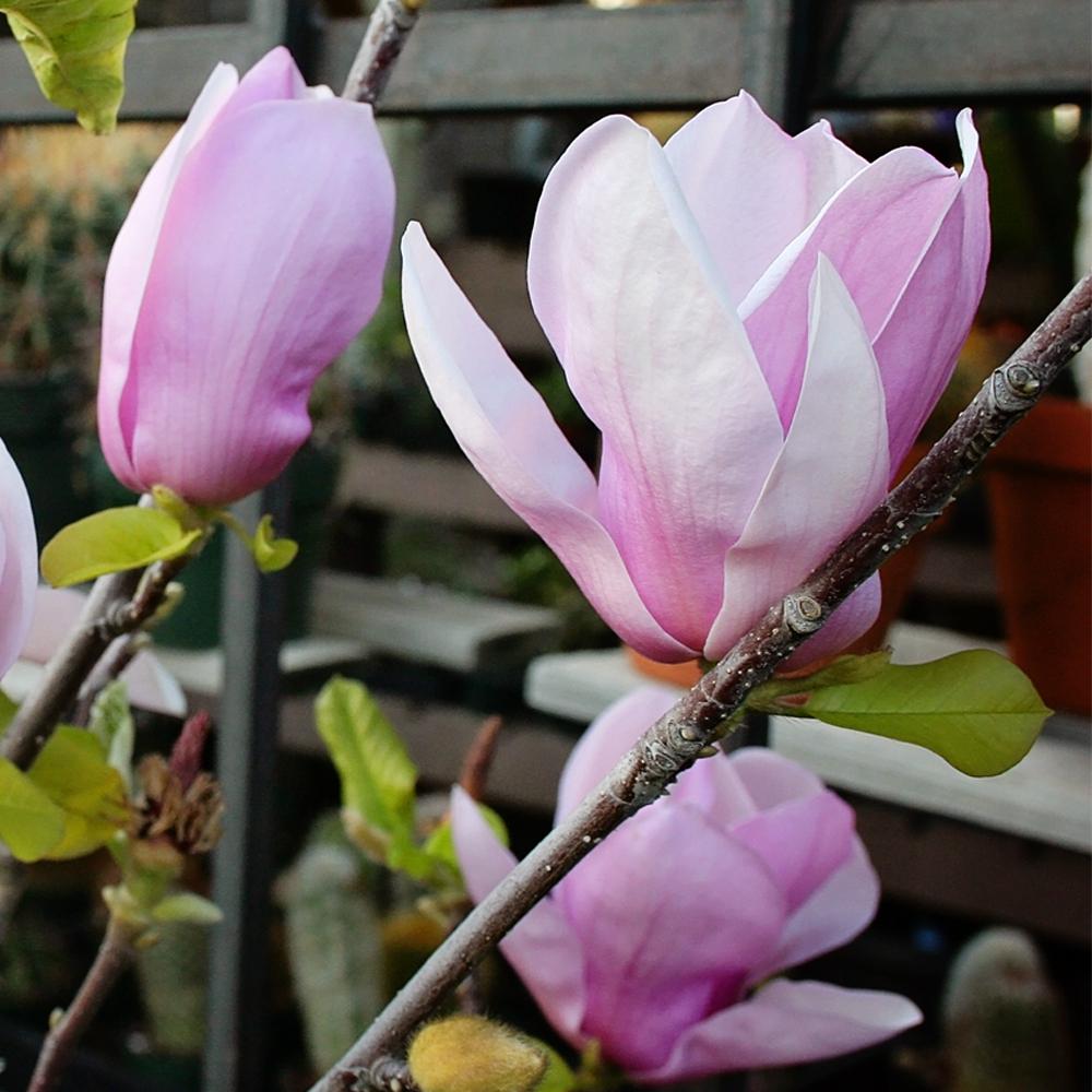 Unbranded Alexandrina Japanese Magnolia Tree Magale01g The Home Depot