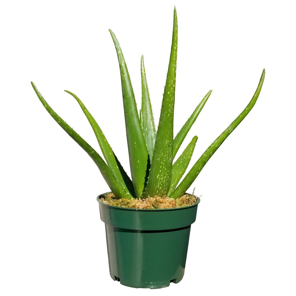 Aloe Vera Plant In 6 In Grower Pot Alover006 The Home Depot 5333