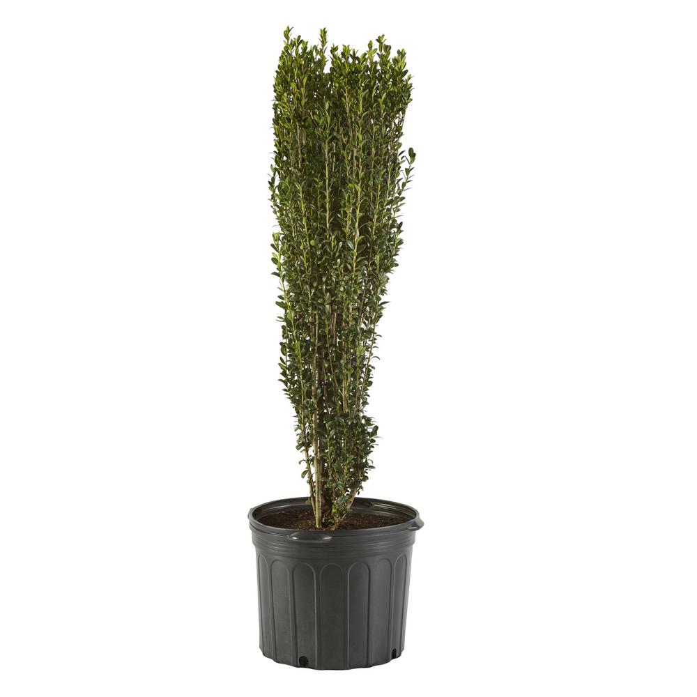Vigoro 2.25 Gal. Holly Sky Pencil Shrub14825 The Home Depot