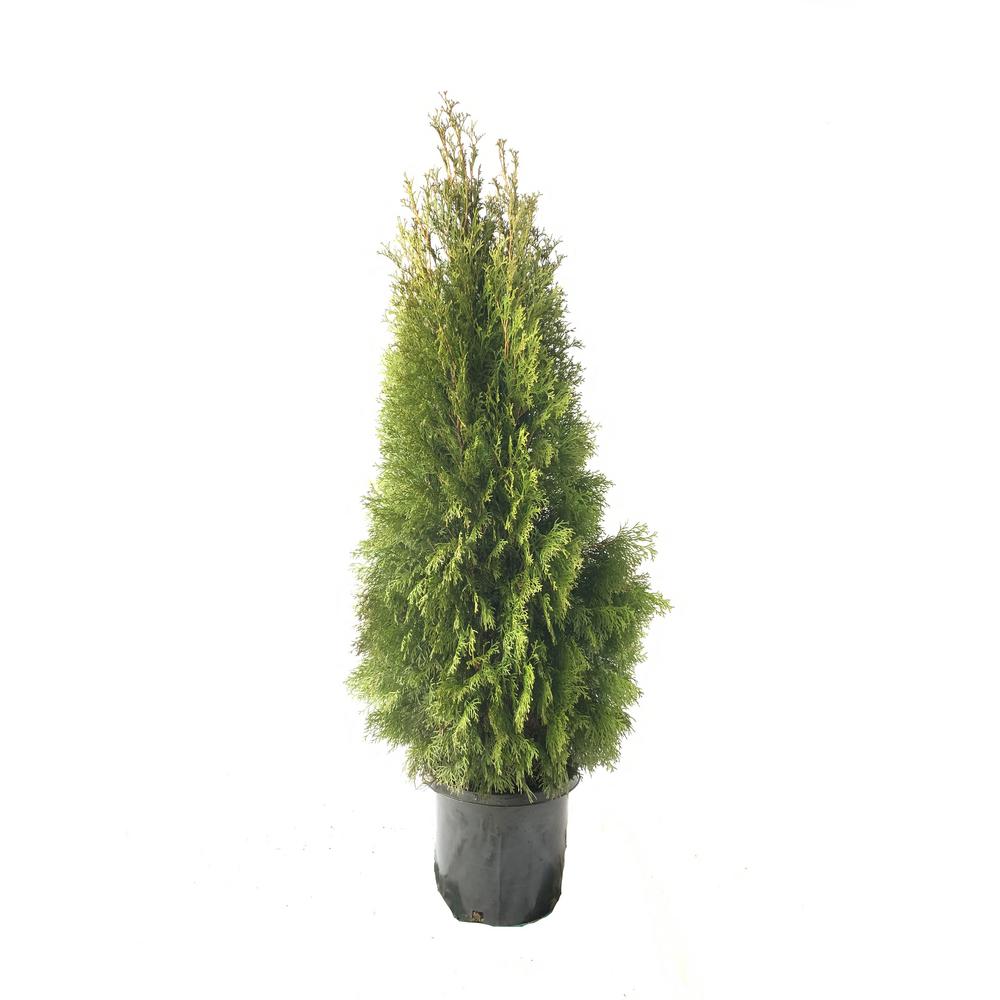 Fusion 5 Gal. Emerald Green Arborvitae Shrub1001677001 The Home Depot