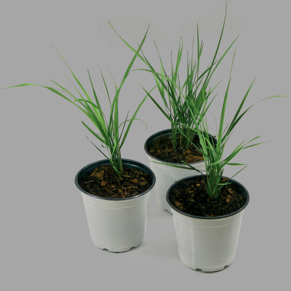 Ornamental Grass 2 The Home Depot
