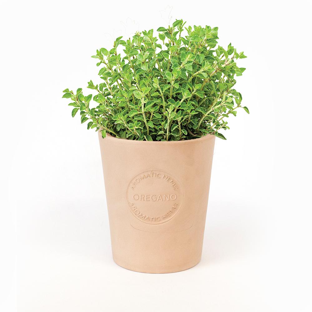 Organic Oregano Seeds in Natural Clay Planter