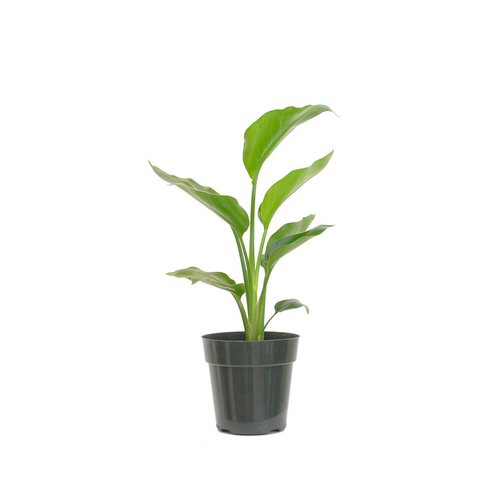 United Nursery White Bird of Paradise Plant in 6 in