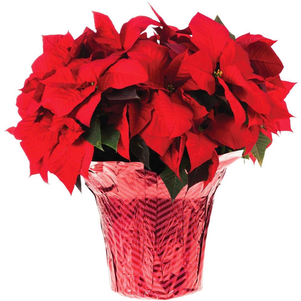 Unbranded 10 in. Live Poinsettia (In-Store Only)-10INP2013 - The Home Depot