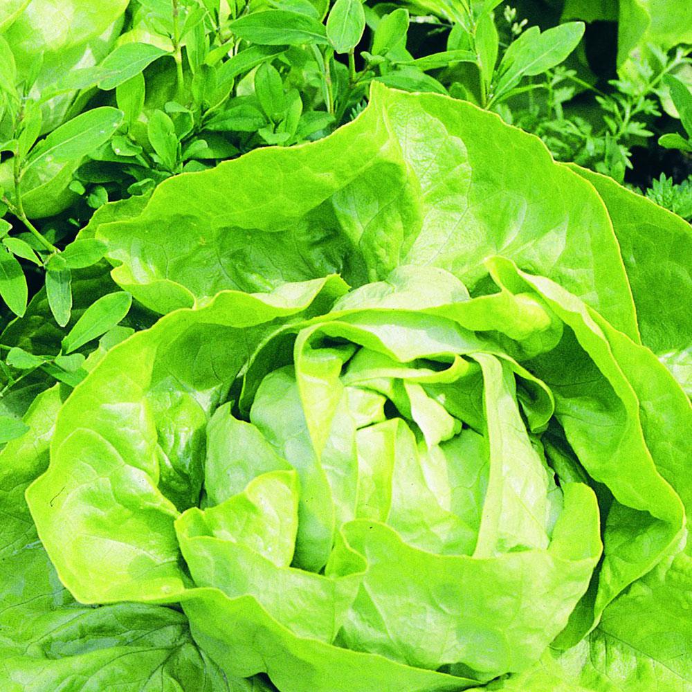 Bonnie Plants 606 Lettuce-Buttercrunch Pack-0052 - The ...