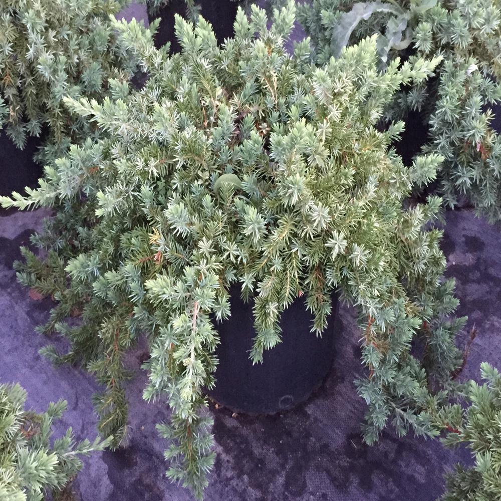 Deer Resistant Evergreen Slow Shrubs Trees Bushes The Blue Pacific Juniper Shrub