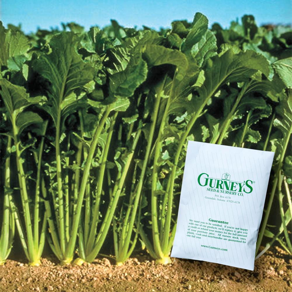 Gurney S Turnip Greens Topper Hybrid Seed 500 Pack 85091 The