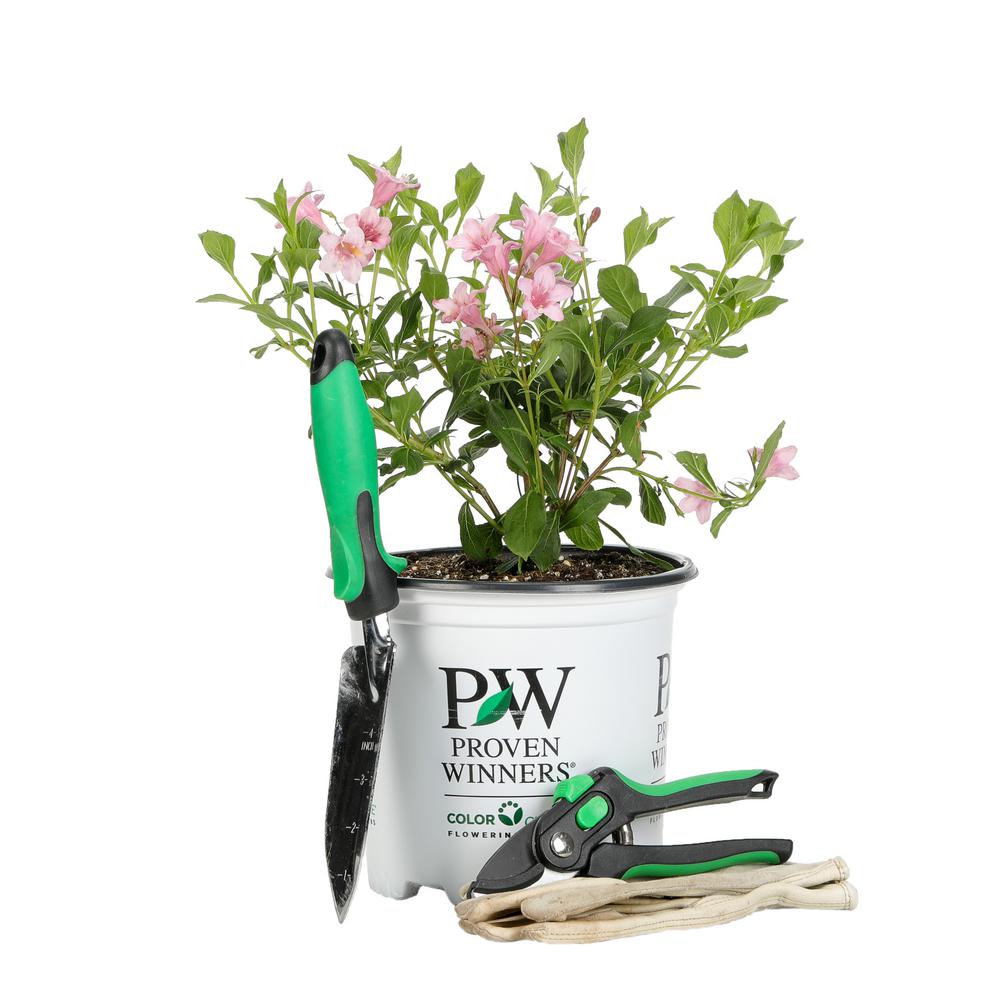 Reviews For Proven Winners 1 Gal Sonic Bloom Pure Pink Weigela Live Shrub With Pink Flowers Weiprc1106101 The Home Depot