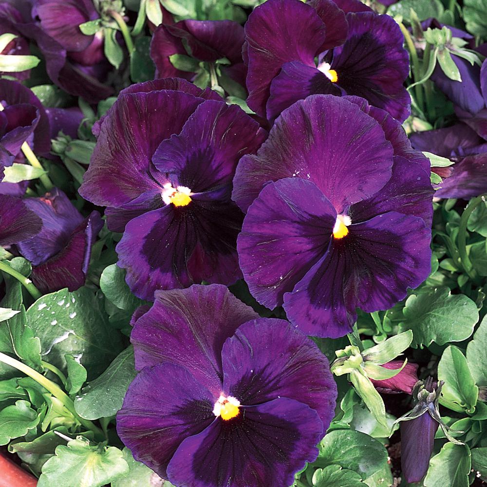 4.33 in. Purple and Blue Pansy Plant607371 The Home Depot