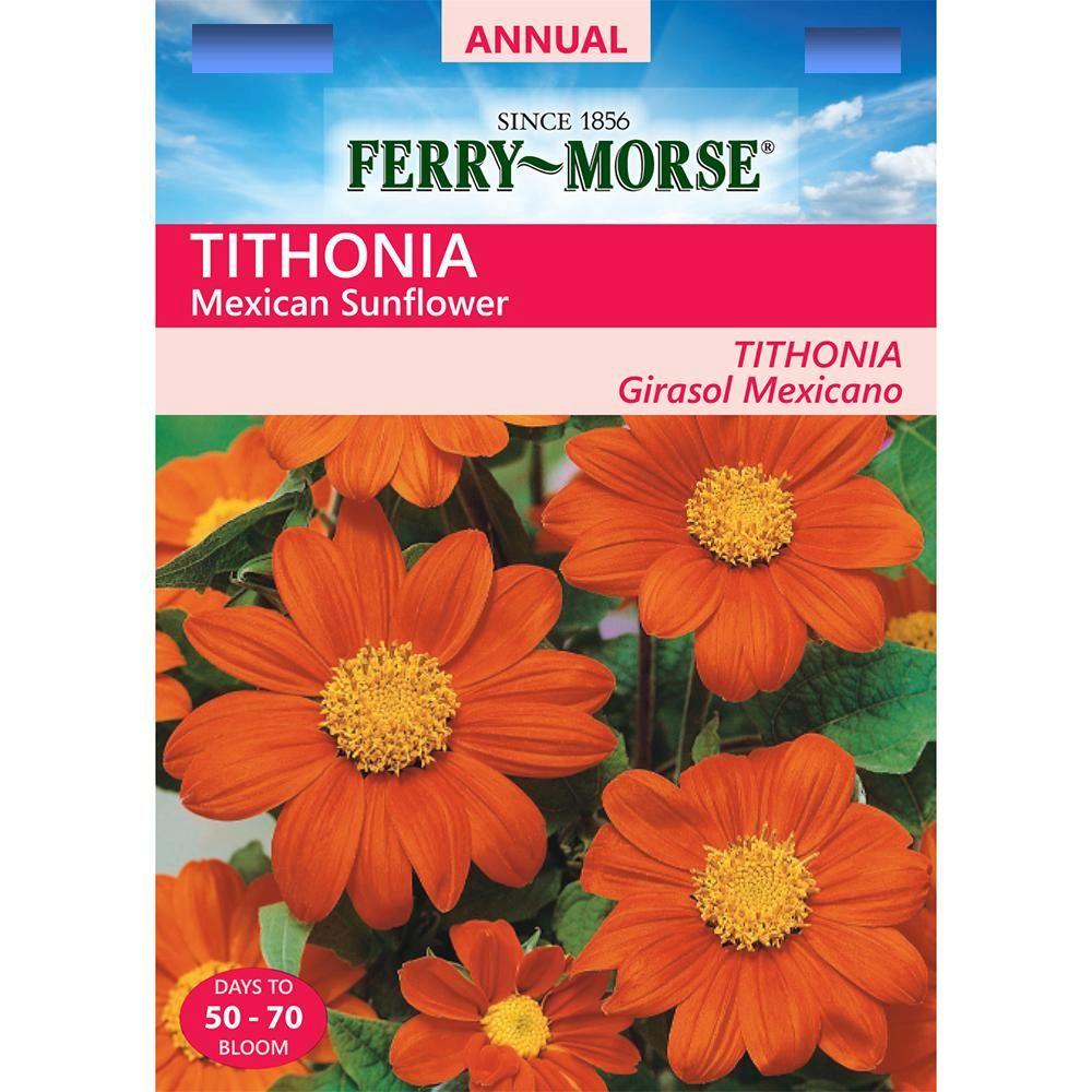 FerryMorse Tithonia Mexican Sunflower Seed6155 The Home Depot