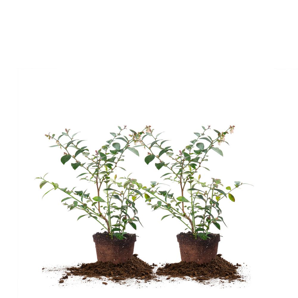 1 Tifblue Blueberry Shrub (2Pack)THD00113 The Home Depot