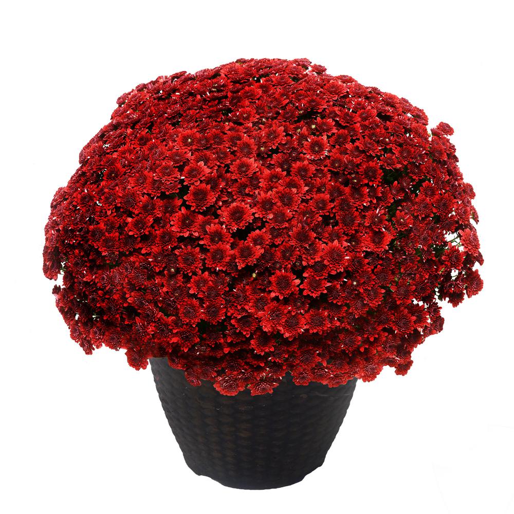 Encore Azalea 13 In Chrysanthemum Mum Plant In A Decorative Pot With Red Flowers 6322 The