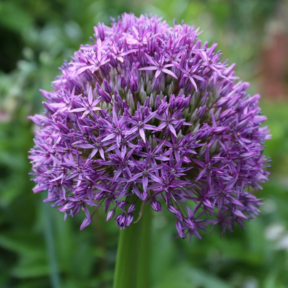 Purple Deer Resistant 32 Flower Bulbs Garden Plants Allium Globemaster Bulb