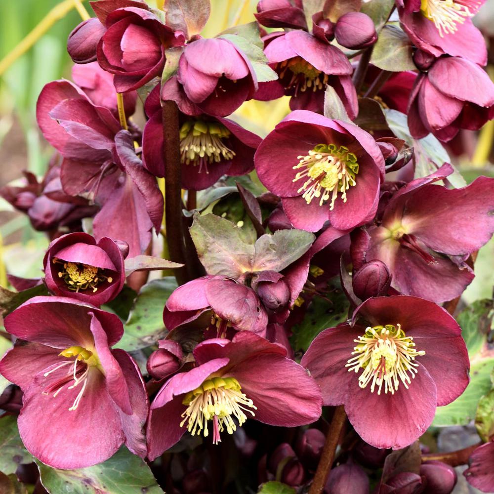 Spring Hill Nurseries 4 in. Pot Red Flowers Anna�s Red