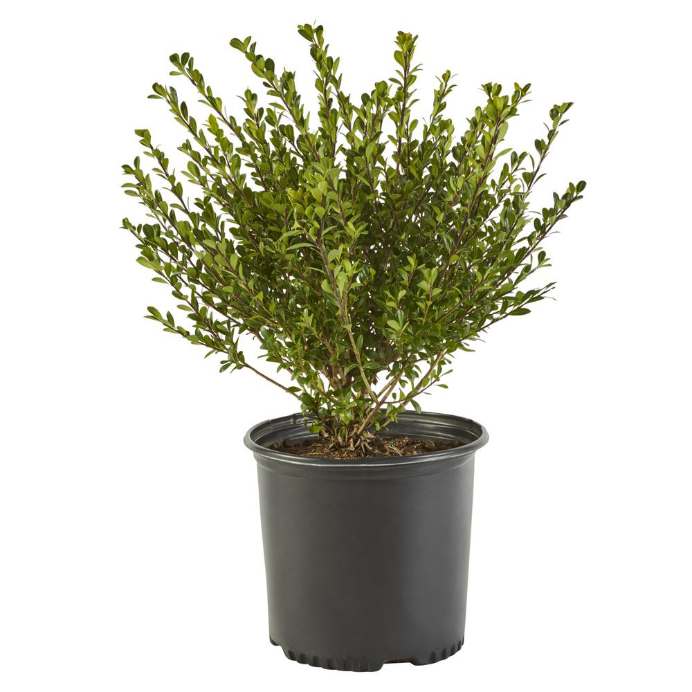 2.25 Gal. Compacta Holly (Ilex) Evergreen Shrub-14150 - The Home Depot