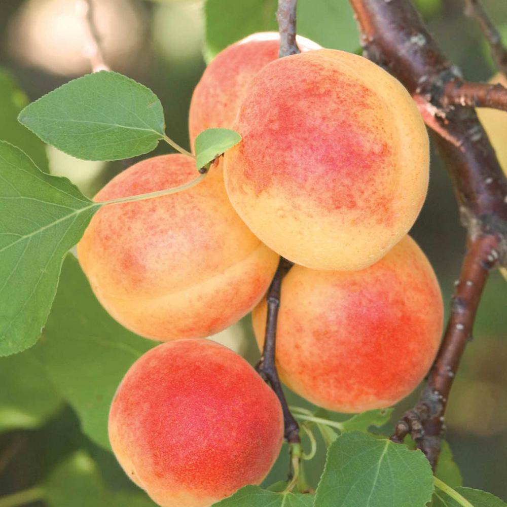 Apricot Tree Fruit Trees Trees The Home Depot
