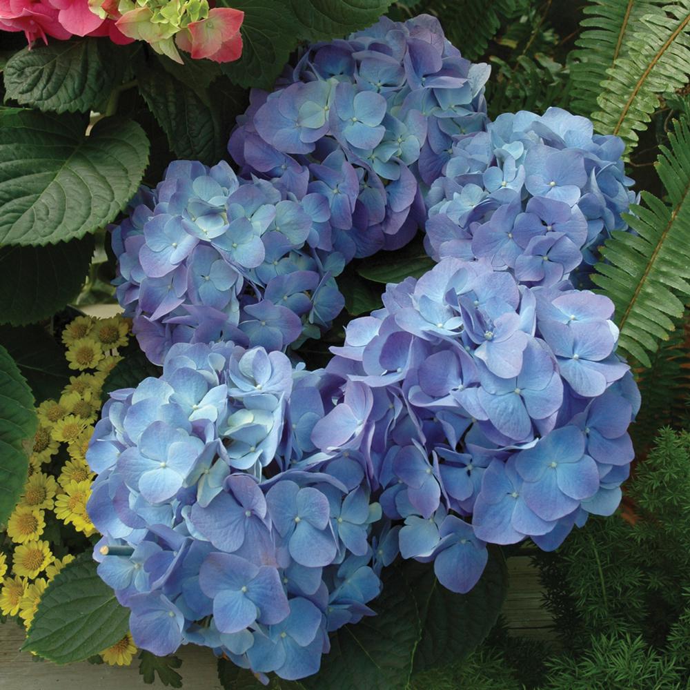 3.18 Qt. Blue Hydrangea Plant In 8 In. Decorative Pot-19070 - The Home ...