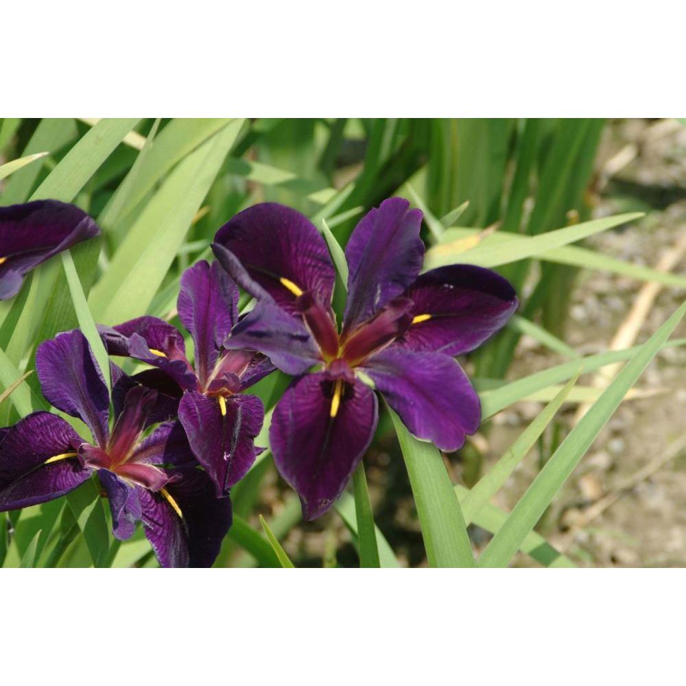 UPC 846722002683 product image for bloomsz Plants Iris Black Gamecock Bog Plant 00268 | upcitemdb.com