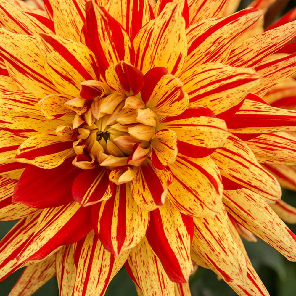 Breck\'s Lisonette Dahlia Bulbs (3-Pack)-72514 - The Home Depot Breck\'s Lisonette Dahlia Bulbs (3-Pack)-72514 - The Home Depot
