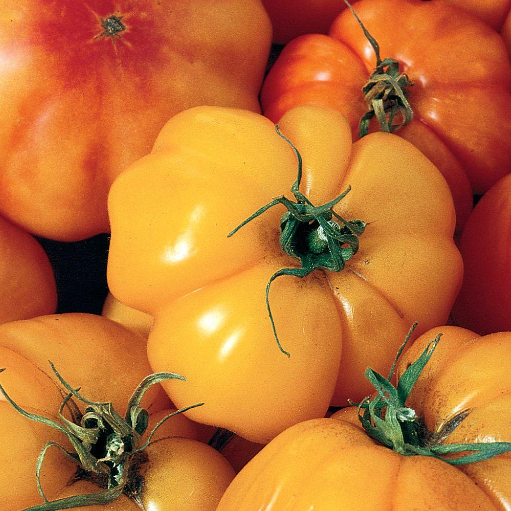 Seeds of Change Marvel Striped Tomato01190 The Home Depot