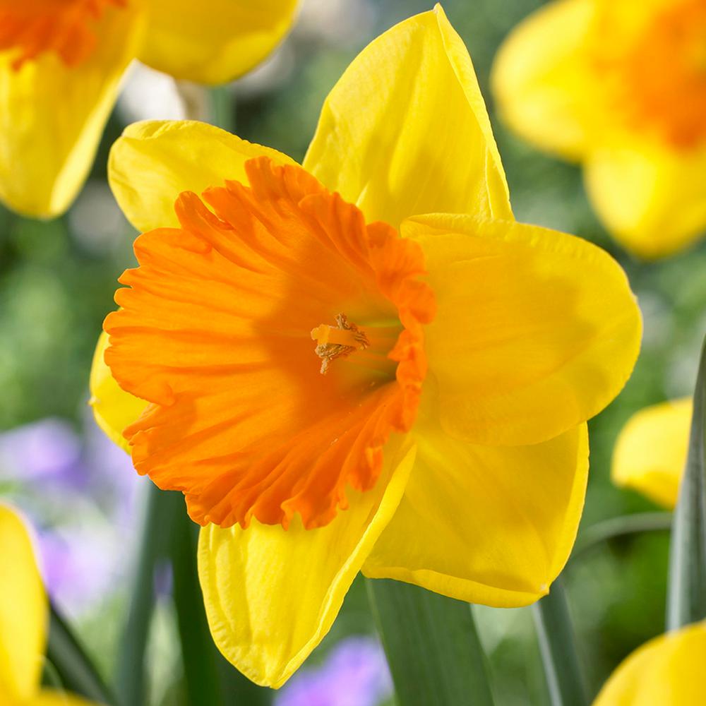 Van Zyverden Daffodils Bulbs Akita Set Of 12 21442 The Home Depot Van Zyverden Daffodils Bulbs Akita Set Of 12