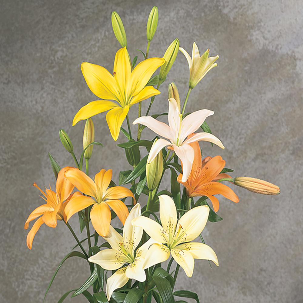 11 in. Asiatic Lily Plant2528 The Home Depot