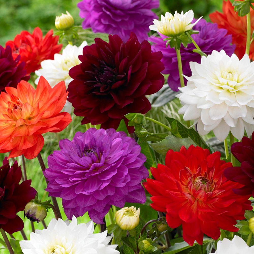 Bloomsz Karma Dahlia Bulbs Mixture (8Pack)05981 The Home Depot