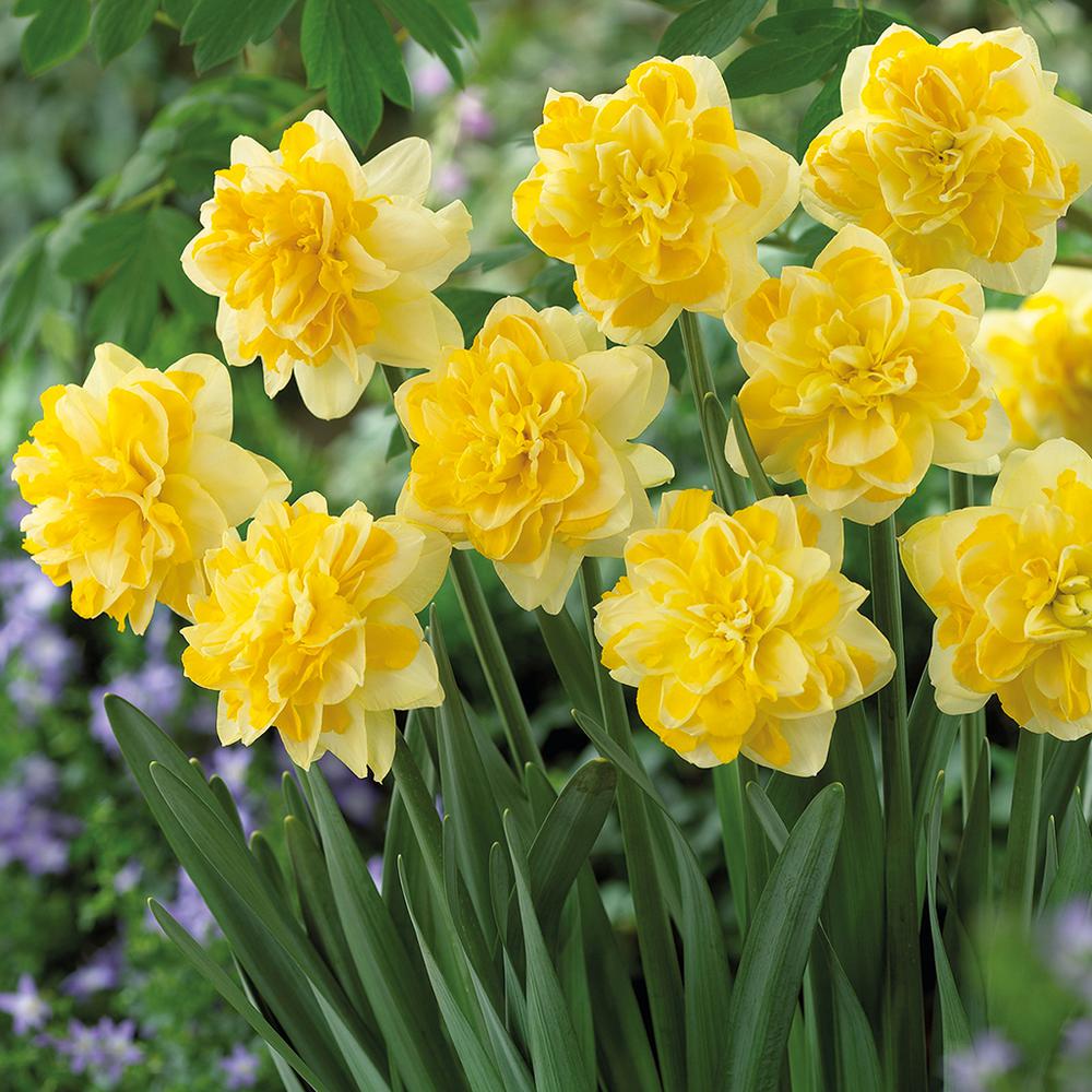 Van Zyverden Daffodils Bulbs Sweet Pomponette Set Of 12 21474 Van Zyverden Daffodils Bulbs Sweet Pomponette Set Of 12