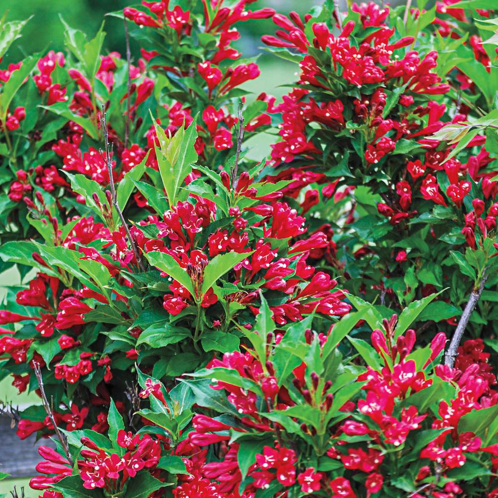 Spring Hill Nurseries 4 Inch Pot Red Prince Weigela, Live Potted Plant, Red Flowering Shrub (1-pack)