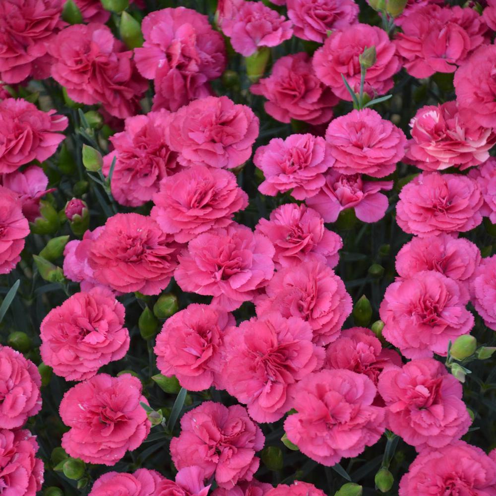 Spring Hill Nurseries 2 In Pot Double Bubble Dianthus