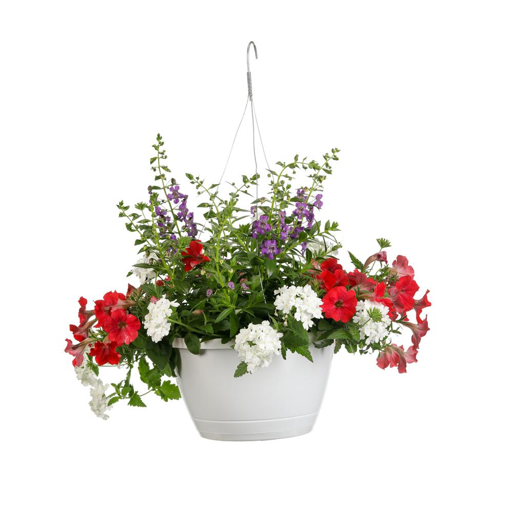 Proven Winners 10 In Freedom Rings Combination Hanging Basket Live Plants Red White And Blue Flowers
