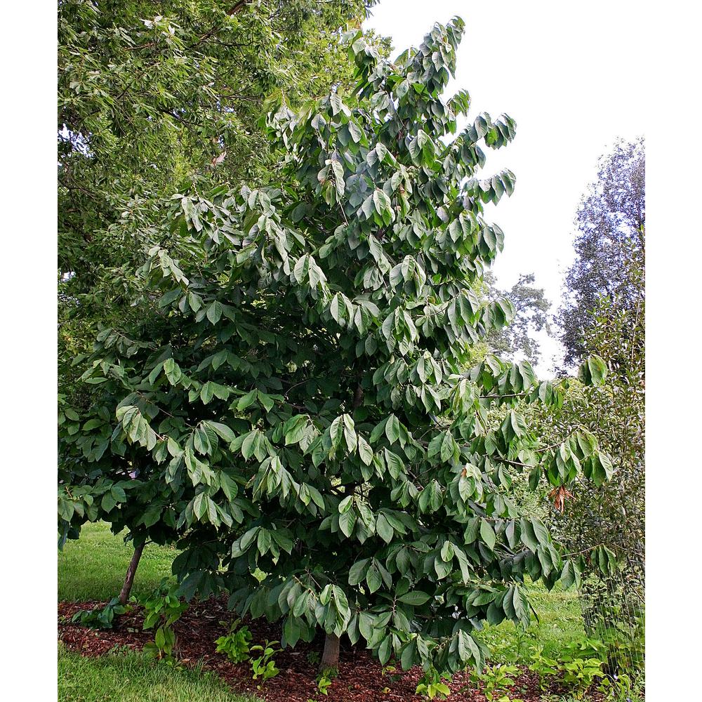 paw paw plant