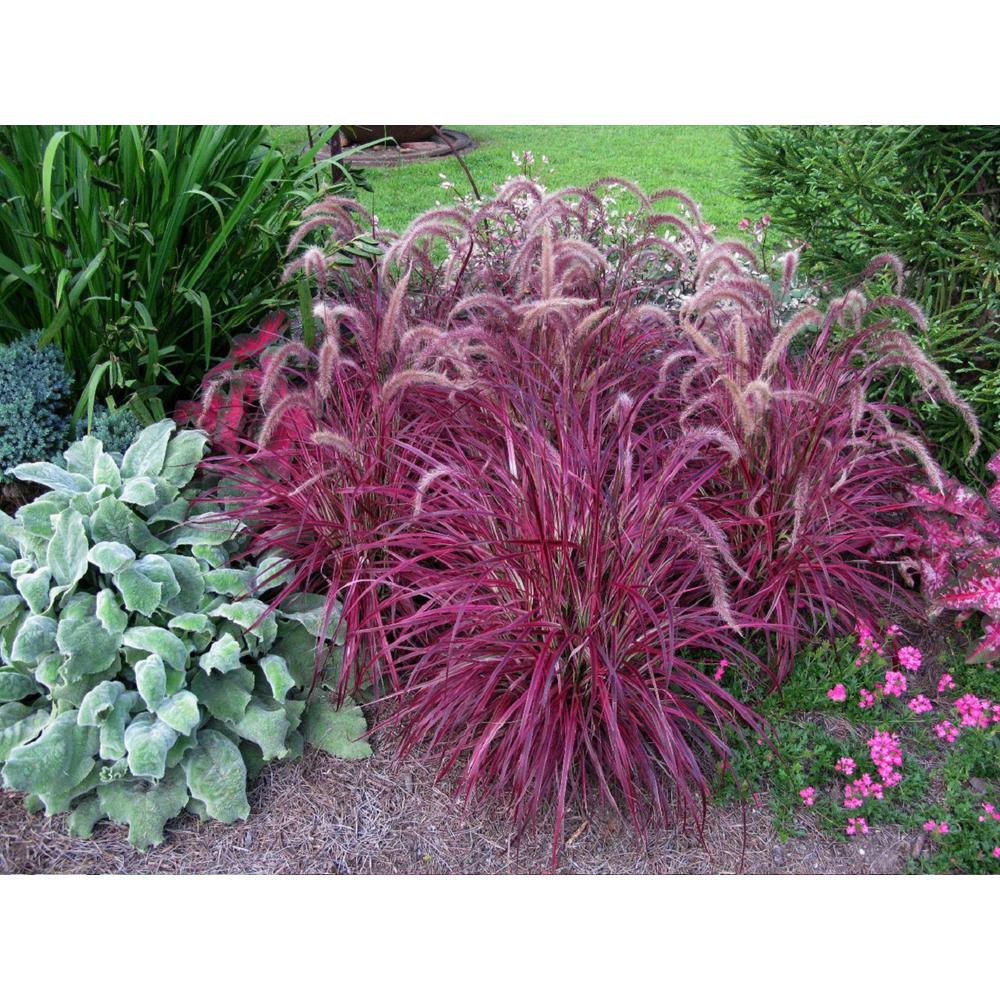National Plant Network 2.5 Qt. Pennisetum Fireworks Purple Fountain