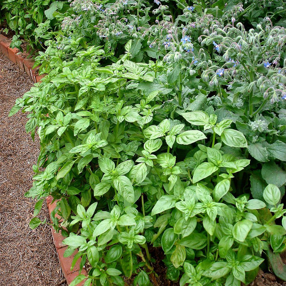 Sweet Basil5inSWTB The Home Depot
